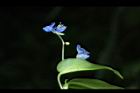 竹仔菜-花序02.JPG