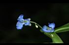 竹仔菜-花序04.JPG
