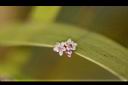 竹節蓼-花0.jpg