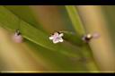 竹節蓼-花1.jpg
