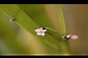 竹節蓼-花2.jpg