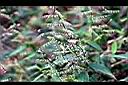竹葉草-花0.JPG