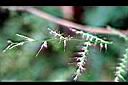 竹葉草-花1.JPG