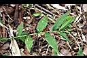 竹葉草-葉序0.JPG