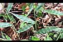 竹葉草-葉序1.JPG