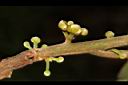 竹頭角木薑子-花序03.JPG