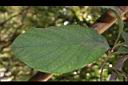 竹頭角木薑子-葉01.JPG