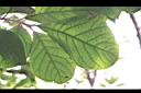 竹頭角木薑子-葉03.JPG