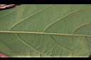 竹頭角木薑子-葉脈02.JPG