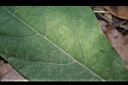 竹頭角木薑子-葉面0.JPG