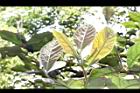 竹頭角木薑子-幼葉01.JPG