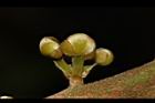 竹頭角木薑子-花序06.JPG