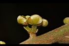 竹頭角木薑子-花序07.JPG