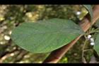 竹頭角木薑子-葉02.JPG