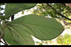 竹頭角木薑子-葉04.JPG