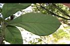 竹頭角木薑子-葉06.JPG