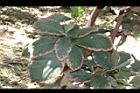 竹頭角木薑子-葉11.JPG