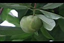 第倫桃-實12.jpg