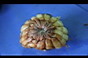 第倫桃-種子00.jpg