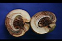 第倫桃-種實03.jpg