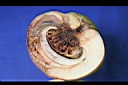 第倫桃-種實06.jpg