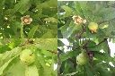 第倫桃-花-實.jpg
