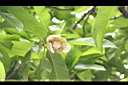 第倫桃-花01.JPG