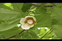 第倫桃-花02.JPG