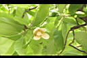 第倫桃-花14.JPG