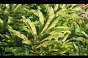 第倫桃-葉00.jpg
