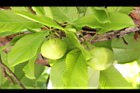第倫桃-實01.JPG