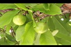 第倫桃-實02.JPG