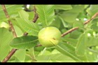 第倫桃-實03.JPG