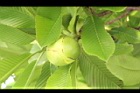第倫桃-實04.JPG