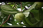 第倫桃-實07.jpg