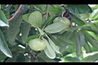 第倫桃-實09.jpg