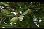 第倫桃-實10.jpg