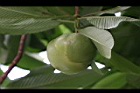 第倫桃-實11.jpg