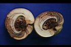第倫桃-種實04.jpg