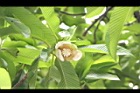 第倫桃-花00.JPG