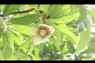 第倫桃-花03.JPG