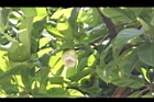 第倫桃-花04.JPG