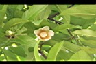 第倫桃-花05.JPG