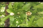 第倫桃-花06.JPG