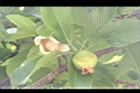 第倫桃-花11.JPG