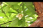 第倫桃-花13.JPG