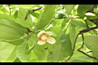 第倫桃-花15.JPG