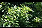 第倫桃-葉02.jpg