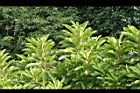 第倫桃-葉03.jpg