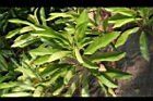 第倫桃-葉04.jpg